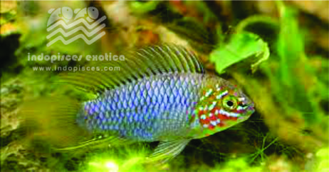 Apistogramma Borreli